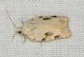 Acleris kochiella